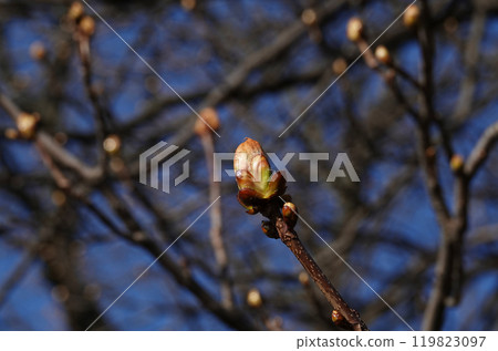 In the spring, the buds of a chestnut tree bloom In the spring, the buds of a chestnut tree bloom 119823097