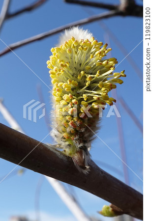 On the willow tree in spring, buds bloom fluffy and fragrant On the willow tree in spring, buds bloom fluffy and fragrant 119823100