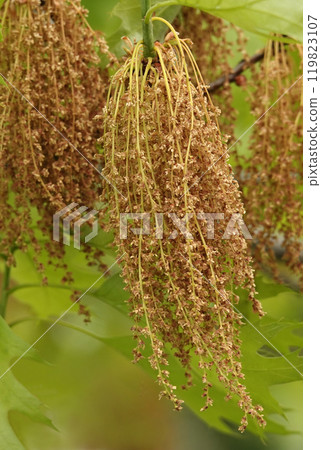 In spring, seed brushes grow on oak branches 119823107