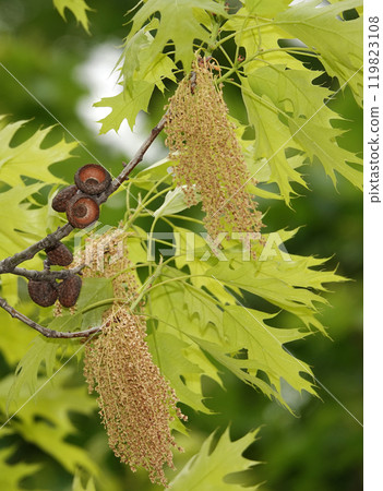 In spring, seed brushes grow on oak branches 119823108