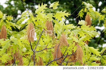 In spring, seed brushes grow on oak branches In spring, seed brushes grow on oak branches 119823109