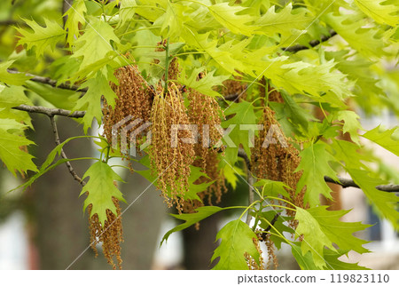 In spring, seed brushes grow on oak branches In spring, seed brushes grow on oak branches 119823110