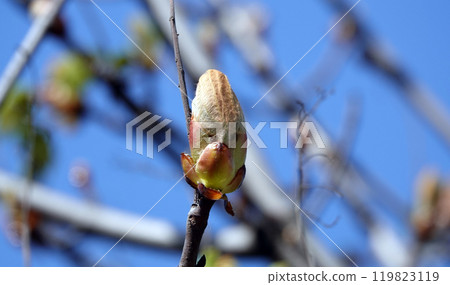 In spring, chestnut leaves bloom from the buds. 119823119