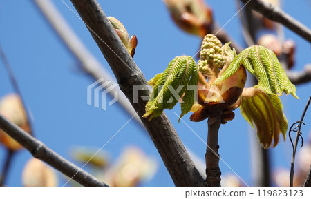 In spring, chestnut leaves bloom from the buds. 119823123