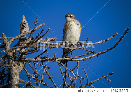 Yellow-rumped warbler against blue sky in Nova Scotia 119823235
