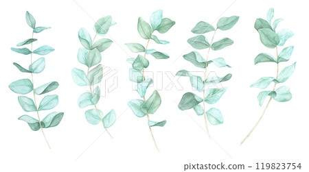 Multiple eucalyptus branches in watercolor style, showcasing delicate leaves. Floral Clipart Ideal for stationery, social media graphics, or eco-product branding. Complements natural-themed designs 119823754