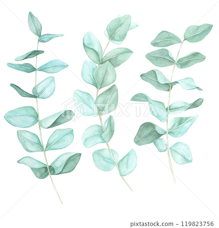 Eucalyptus branches with pastel green leaves. Watercolor floral clipart Ideal for wedding stationery, invitation designs, or eco-friendly product packaging. Perfect for digital or printed merchandise Eucalyptus branches with pastel green leaves. Watercolor floral clipart Ideal for wedding stationery, invitation designs, or eco-friendly product packaging. Perfect for digital or printed merchandise 119823756