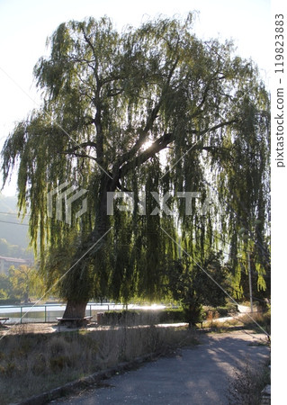 Tall willow tree with sunlight streaming through branches near a lake. Tall willow tree with sunlight streaming through branches near a lake. 119823883