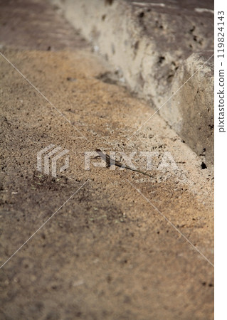 A Small Brown Lizard Resting on the Stone Ground by the House Wall in a Sunny Outdoor Setting A Small Brown Lizard Resting on the Stone Ground by the House Wall in a Sunny Outdoor Setting 119824143