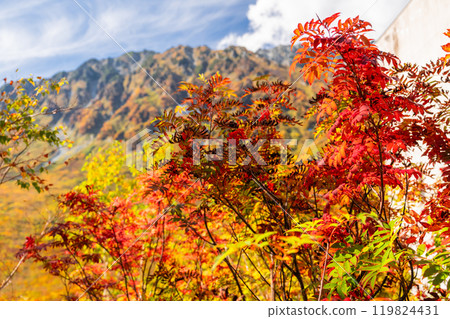 <Toyama Prefecture> Autumn leaves of Kurobedaira and Tateyama Kurobe Alpine Route <Toyama Prefecture> Autumn leaves of Kurobedaira and Tateyama Kurobe Alpine Route 119824431