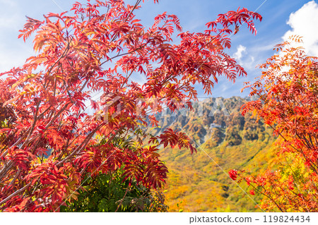 <Toyama Prefecture> Autumn leaves of Kurobedaira and Tateyama Kurobe Alpine Route 119824434