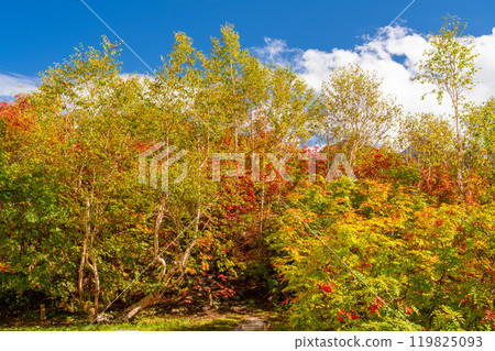 <Nagano Prefecture> Autumn foliage in the mountains and Kurobedaira in autumn 119825093