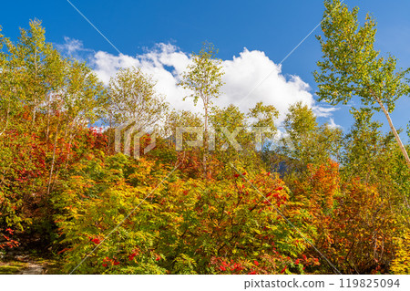 [長野縣] 山中的紅葉/秋天的黑部平 119825094