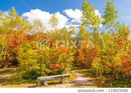 <Nagano Prefecture> Autumn foliage in the mountains and Kurobedaira in autumn 119825096