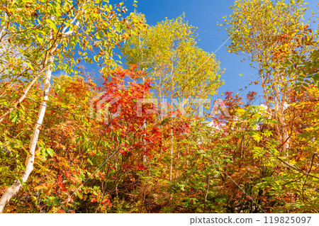 <Nagano Prefecture> Autumn foliage in the mountains and Kurobedaira in autumn 119825097