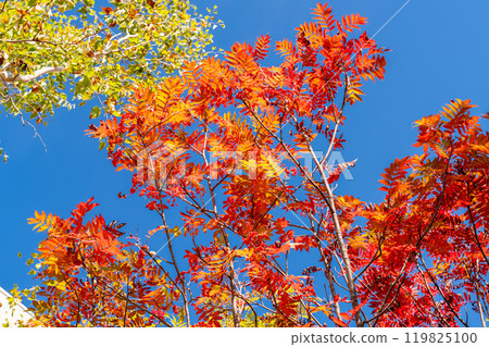 [長野縣] 山中的紅葉/秋天的黑部平 119825100