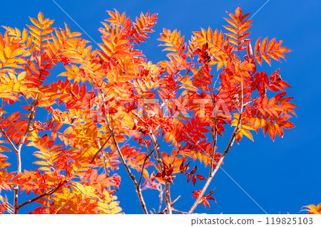 <Nagano Prefecture> Autumn foliage in the mountains and Kurobedaira in autumn 119825103