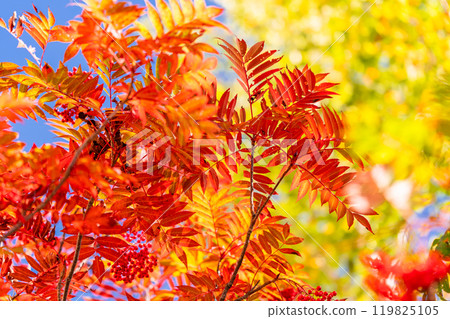 <Nagano Prefecture> Autumn foliage in the mountains and Kurobedaira in autumn 119825105