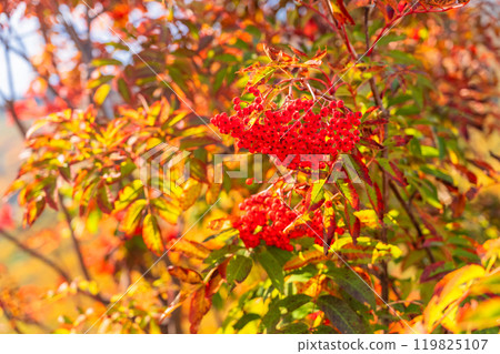<Nagano Prefecture> Autumn foliage in the mountains and Kurobedaira in autumn 119825107
