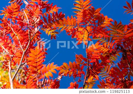 <Nagano Prefecture> Autumn foliage in the mountains and Kurobedaira in autumn 119825113