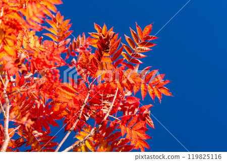 <Nagano Prefecture> Autumn foliage in the mountains and Kurobedaira in autumn <Nagano Prefecture> Autumn foliage in the mountains and Kurobedaira in autumn 119825116