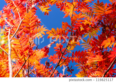 [長野縣] 山中的紅葉/秋天的黑部平 119825117