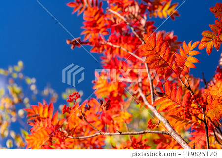 <Nagano Prefecture> Autumn foliage in the mountains and Kurobedaira in autumn <Nagano Prefecture> Autumn foliage in the mountains and Kurobedaira in autumn 119825120