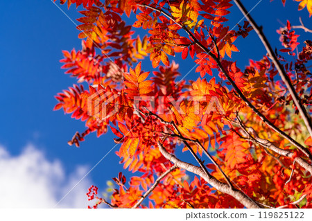 [長野縣] 山中的紅葉/秋天的黑部平 119825122