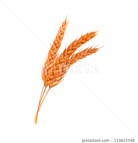 Ripe ears of wheat, rye, barley, grain. the harvest of grain crops. Watercolor botanical isolated illustration. For bakeries, brewing, farm and rural compositions, baking, bread 119825348