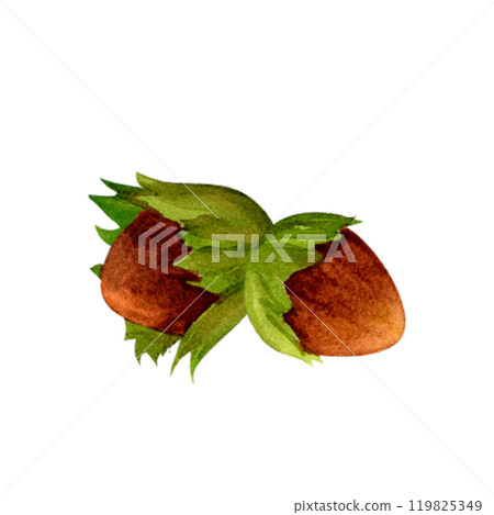 Hazelnut, autumn set of fruits and forest harvest. Watercolor botanical realistic illustration in warm natural tones for printing and stickers 119825349