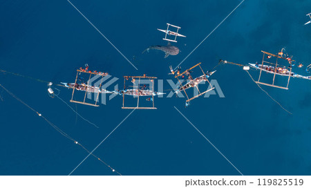 Aerial view Whale shark swimming in ocean, Oslob Whale Shark Watching, Whale shark watching in Oslob , Cebu , Philippines, Oslob, Cebu, Philippines. 119825519