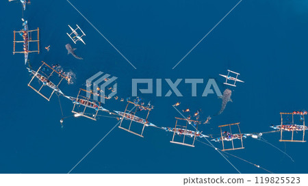 Aerial view Whale shark swimming in ocean, Oslob Whale Shark Watching, Whale shark watching in Oslob , Cebu , Philippines, Oslob, Cebu, Philippines. Aerial view Whale shark swimming in ocean, Oslob Whale Shark Watching, Whale shark watching in Oslob , Cebu , Philippines, Oslob, Cebu, Philippines. 119825523