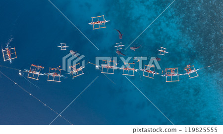 Aerial view Whale shark swimming in ocean, Oslob Whale Shark Watching, Whale shark watching in Oslob , Cebu , Philippines, Oslob, Cebu, Philippines. 119825555