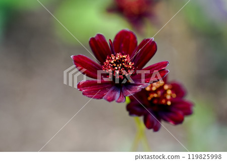 巧克力波斯菊 119825998