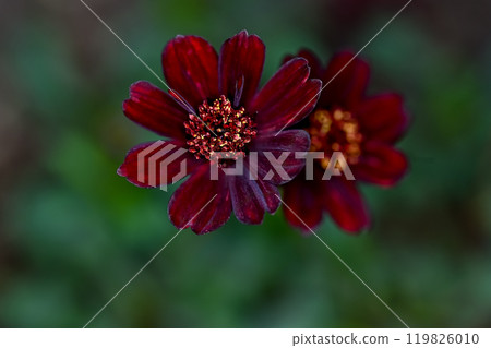 Chocolate Cosmos Chocolate Cosmos 119826010