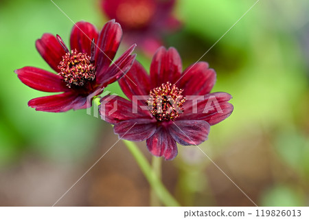 Chocolate Cosmos 119826013