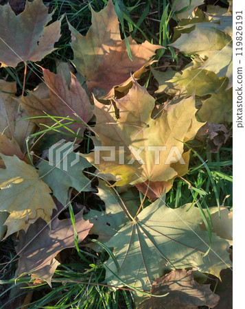 Fallen autumn leaves on grass in sunny morning light. 119826191