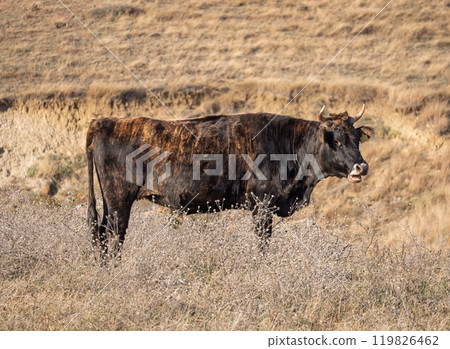 A brown and black cow stands among dry grass in a sunlit field A brown and black cow stands among dry grass in a sunlit field 119826462