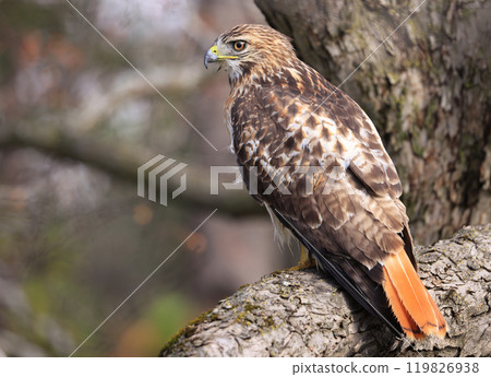 Red-tailed Hawk perched on a branch tree in the forest, Quebec, Canada Red-tailed Hawk perched on a branch tree in the forest, Quebec, Canada 119826938