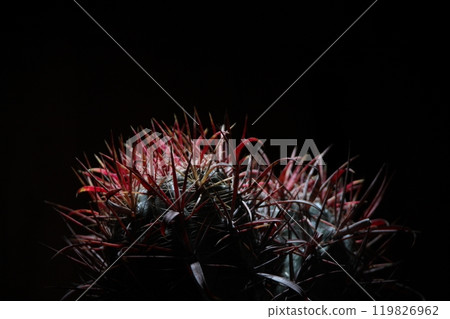Illuminated cactus 119826962