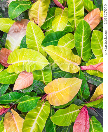 Philodendron sunlight for garden decoration 119827049
