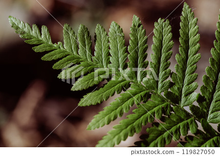 fern leave, green foliage natural floral fern fern leave, green foliage natural floral fern 119827050