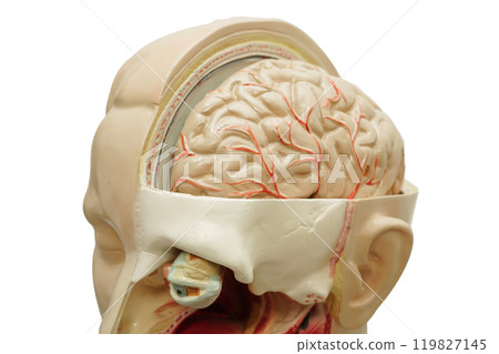 Human brain body anatomy organ model with mouth, tongue, throat and eye in head for study education medical course. Human brain body anatomy organ model with mouth, tongue, throat and eye in head for study education medical course. 119827145