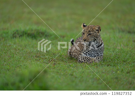 Leopard cub lies turning head on grassland 119827352