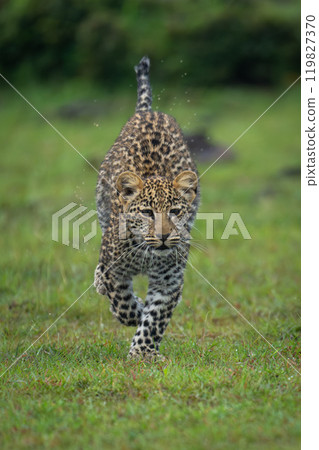 Leopard cub splashes towards camera over grass 119827370