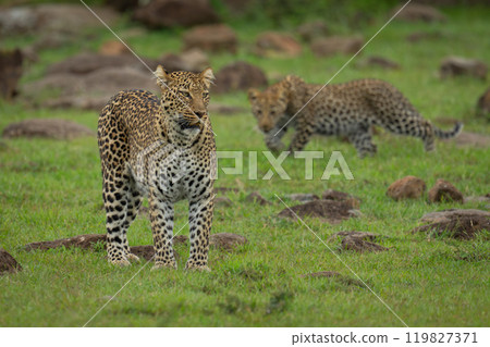 Leopard cub stalks mother on rocky ground Leopard cub stalks mother on rocky ground 119827371