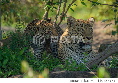 Leopard cub standing by mother in bushes Leopard cub standing by mother in bushes 119827374