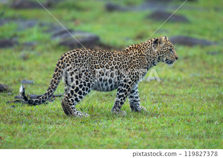 Leopard cub stands on grass near rocks Leopard cub stands on grass near rocks 119827378