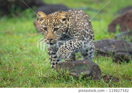 Leopard cub stepping over rock while stalking 119827382