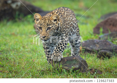 Leopard cub steps on rock while stalking Leopard cub steps on rock while stalking 119827383